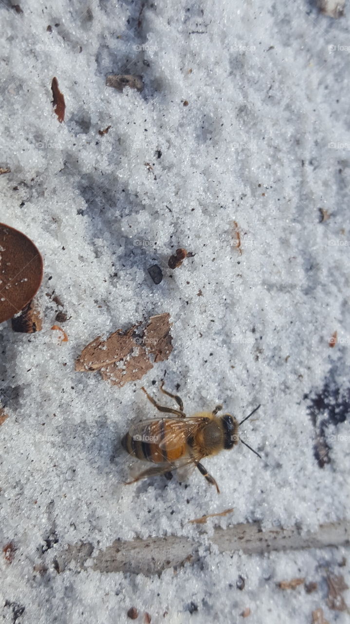 Bumblebee frolicking through powdery sugar sand.