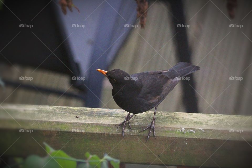 Blackbird perched on decking rail