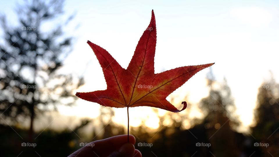 Holding a maple leaf. Autumn is here !