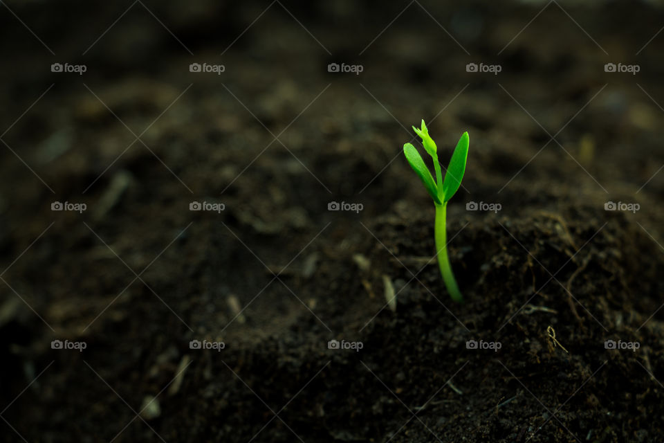 germination