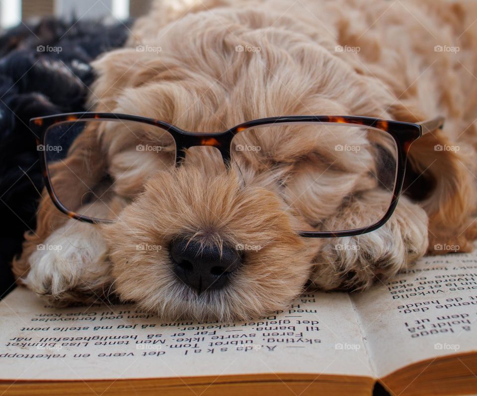 A beautiful spring day in the garden . The sun is shining and the clouds are dark . This little puppy gets tired at the book.