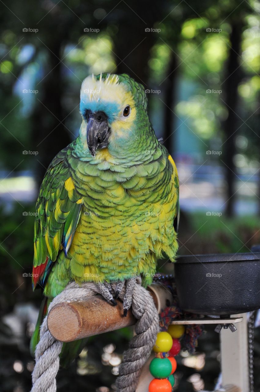 green parrot in Rimini