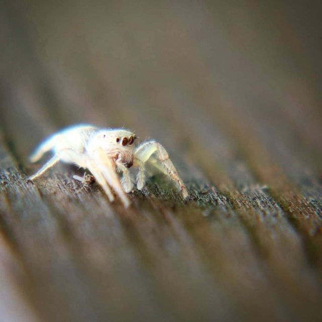 little white spider