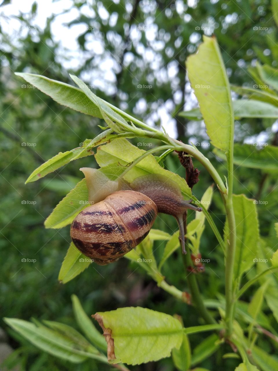 Snail