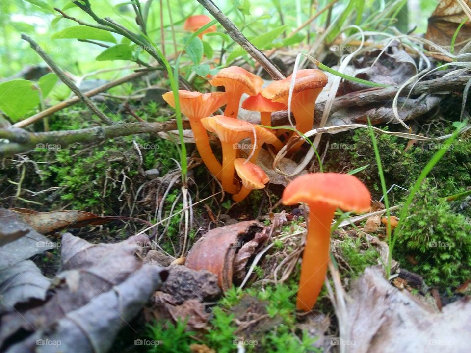 Chanterelle Orange Mushrooms, Mushrooms in wild