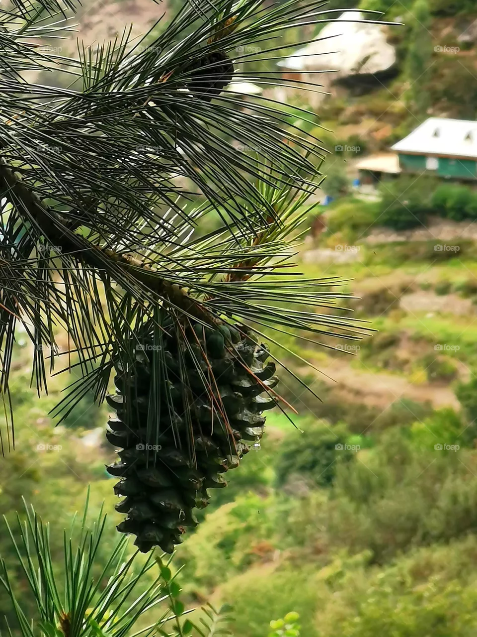 pinewood tree fruit