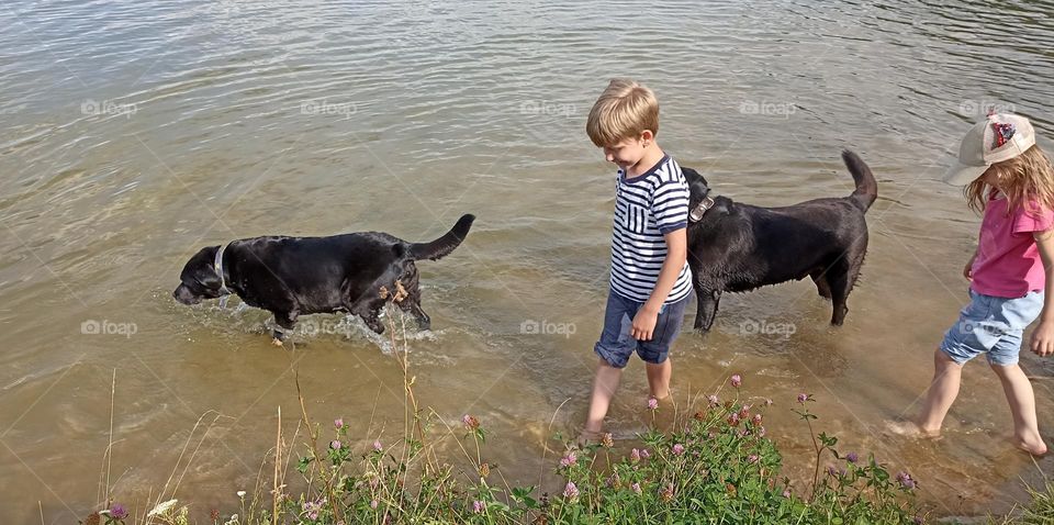 family children and labrador retrievers in water lake summer time, summer heat, family resting on a nature