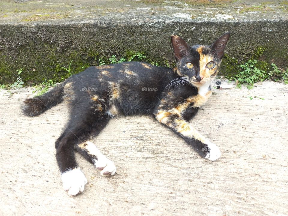 Striped cat with three beautiful colors