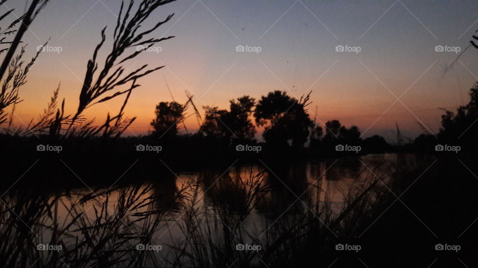 shadows for tree in water