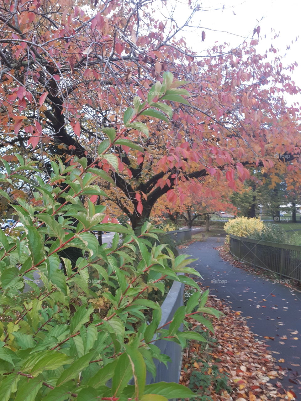 Autumn Trees