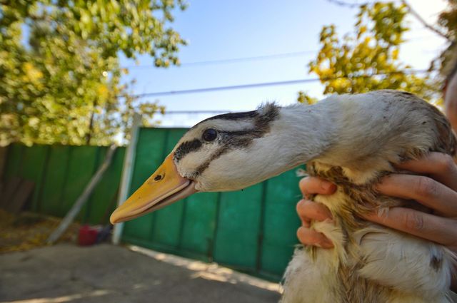 my favorite duck in the hands of my sister