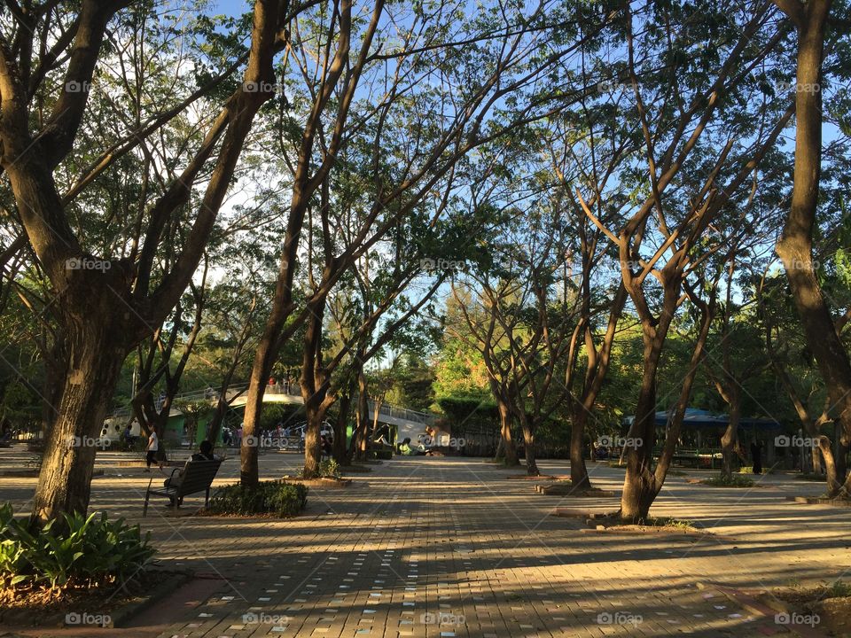 Trees at the city park