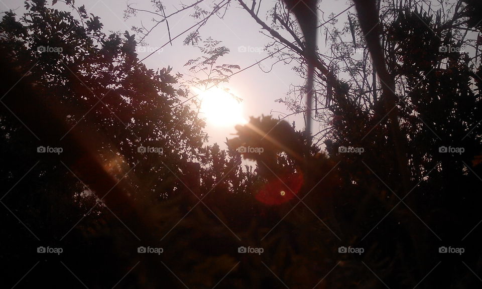 sunset on tree
