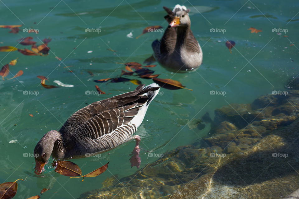 Two ducks swimming on lake