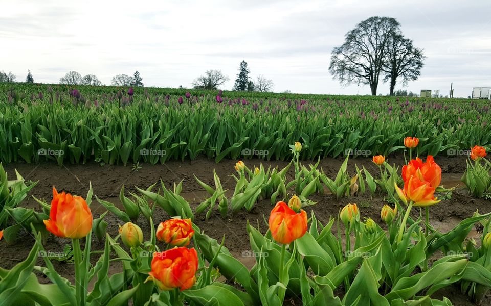 Parrot tulips in field