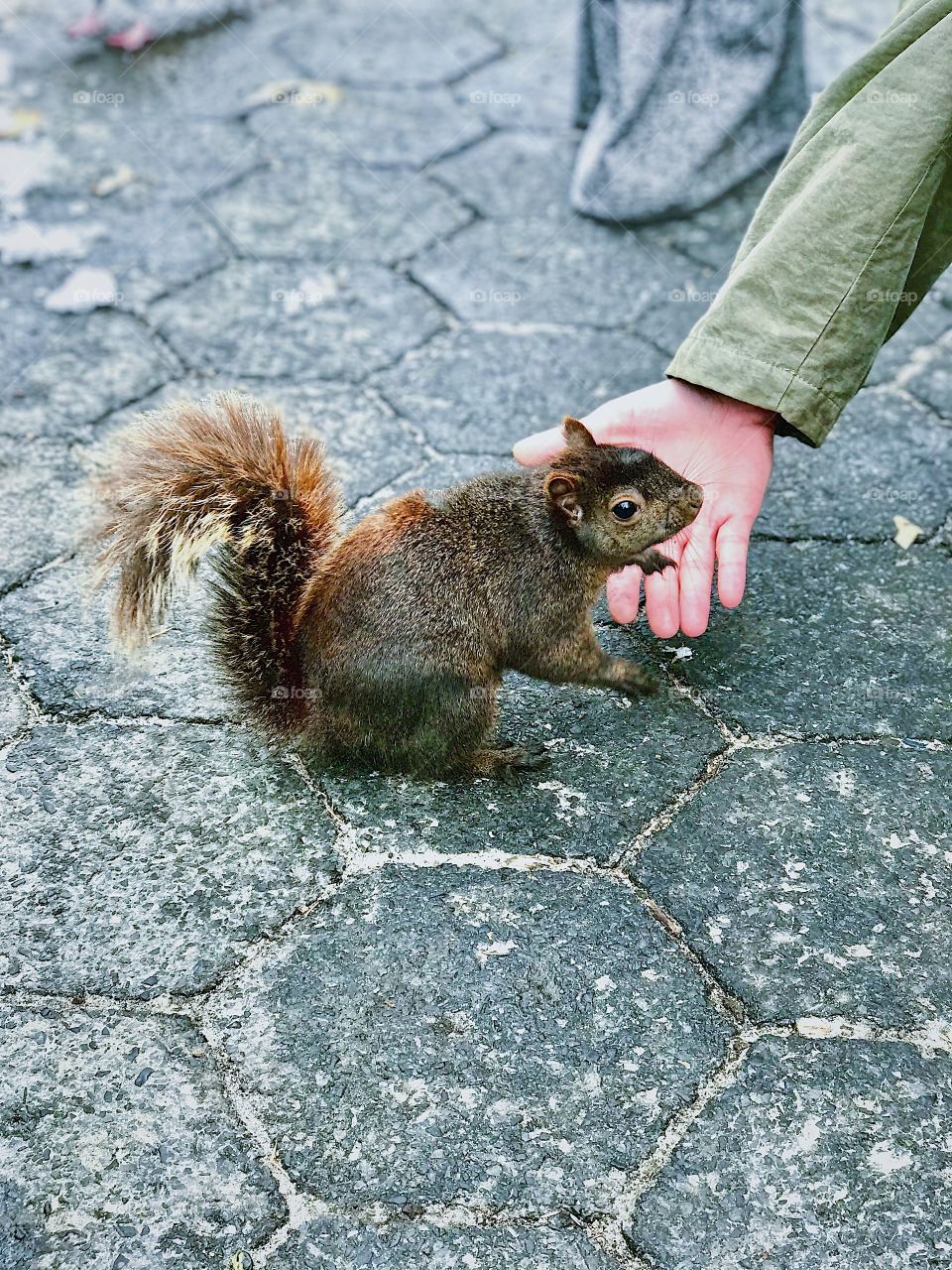 Friendly and unusually dark and chubby squirrel in Central Park New York City 
