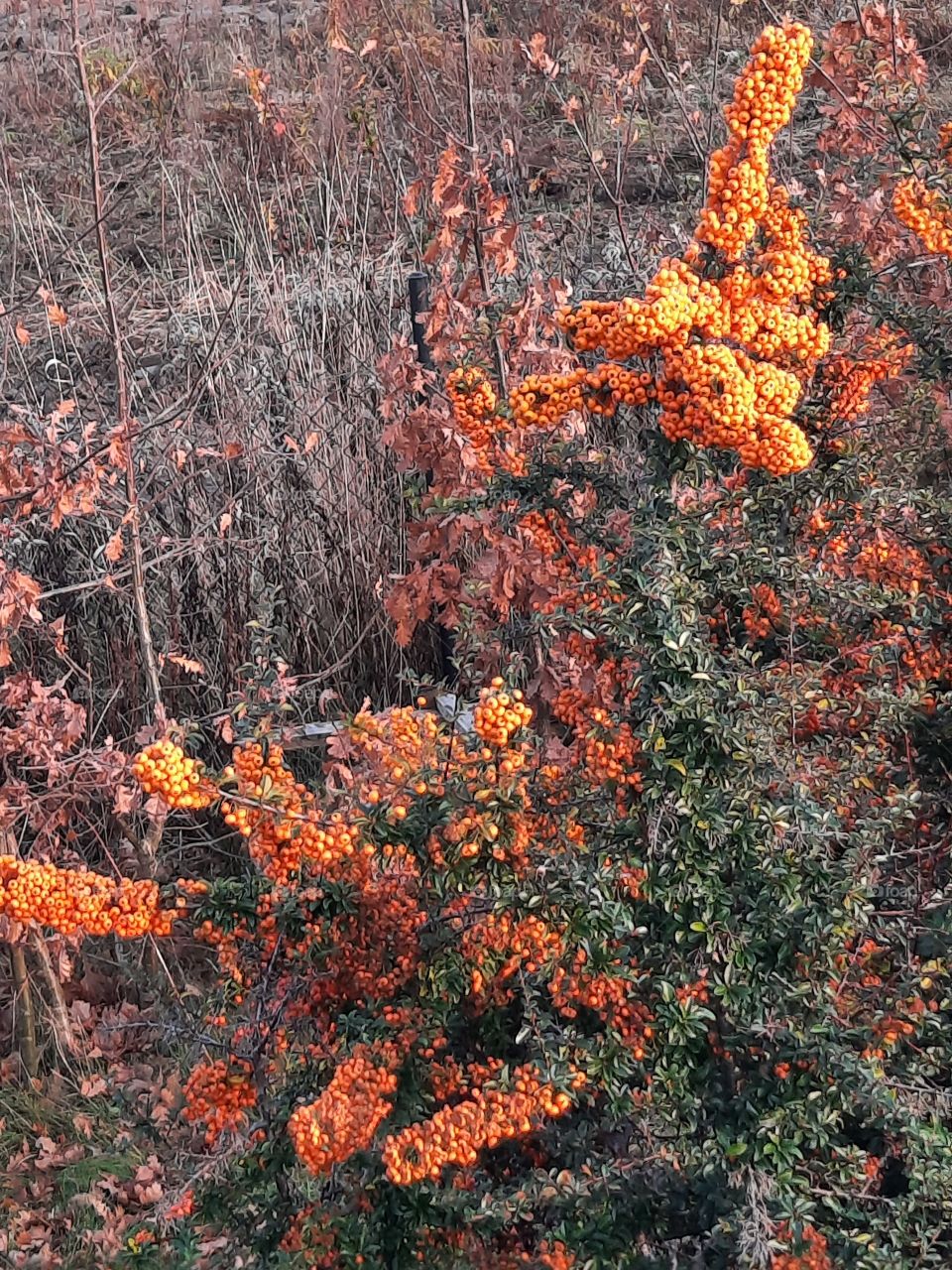 orange  berries  of firethorn in autumn