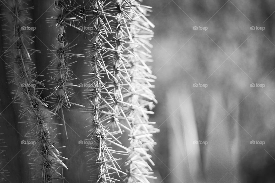 Cactus in Arizon