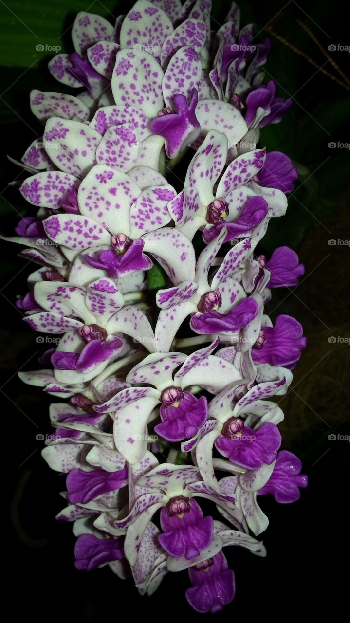 rhynchostylis gigantea exotic fragrant orchid