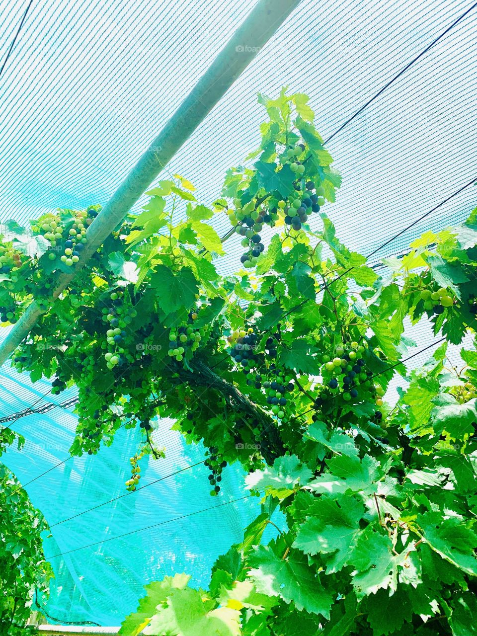 A close picture of a wine bush branch. Red grapes grown in the backyard. 