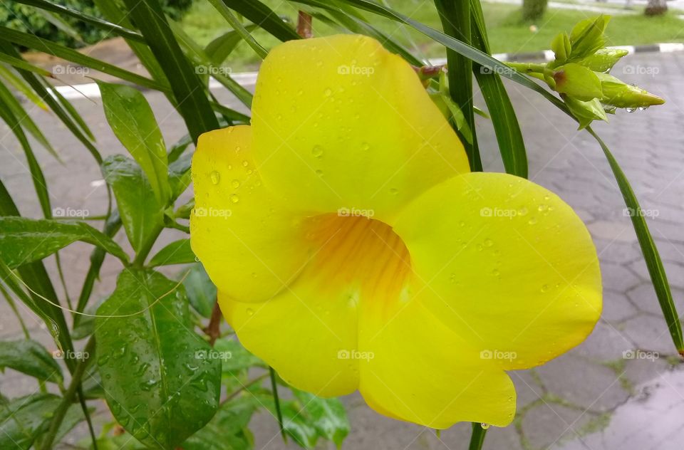 Beautiful yellow flower. Lush flower. Tropical.  Rainy day.
