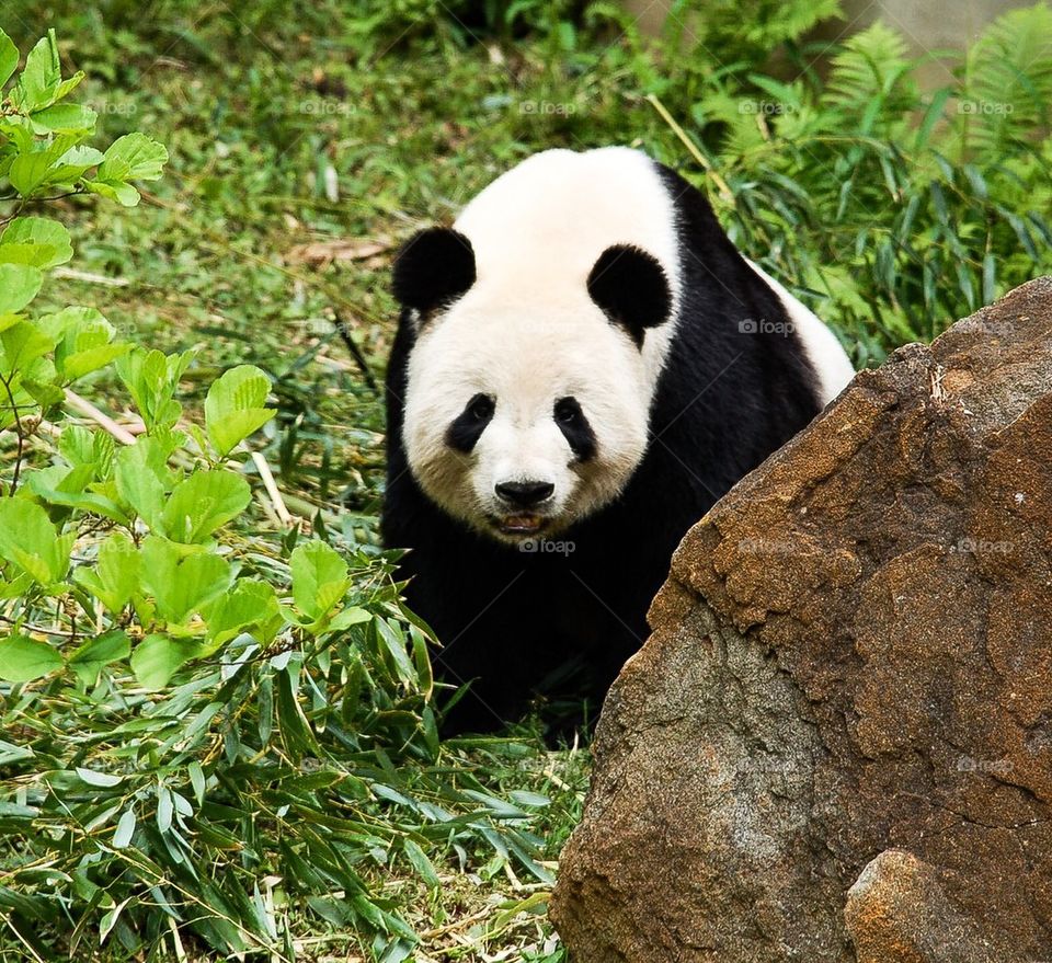 Tian Tian