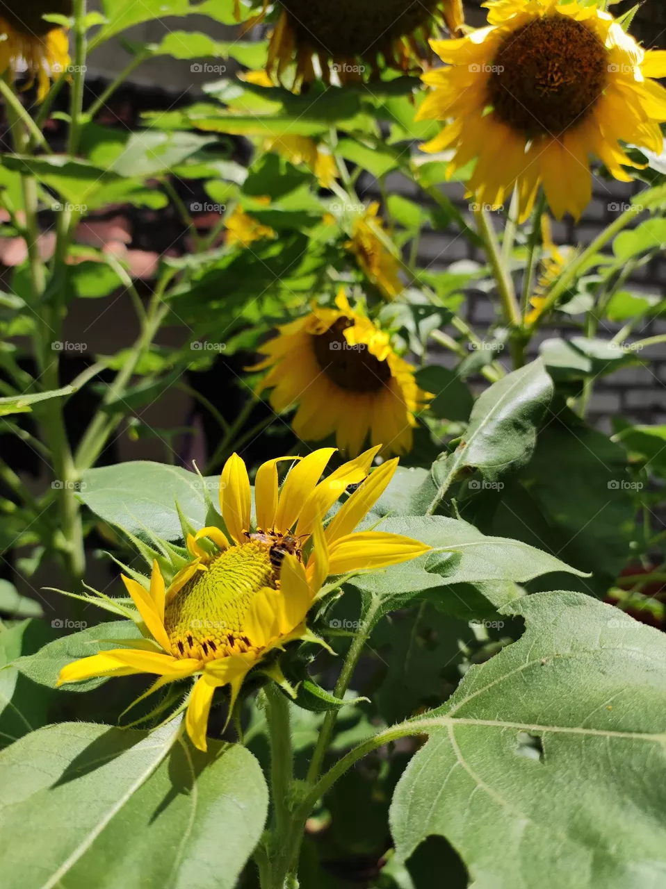 gardens filled with beautiful yellow sunflowers