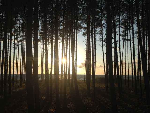 Trees