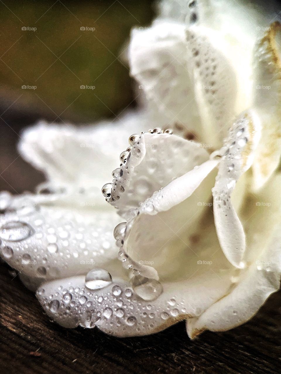 A close up of a white rose after rain