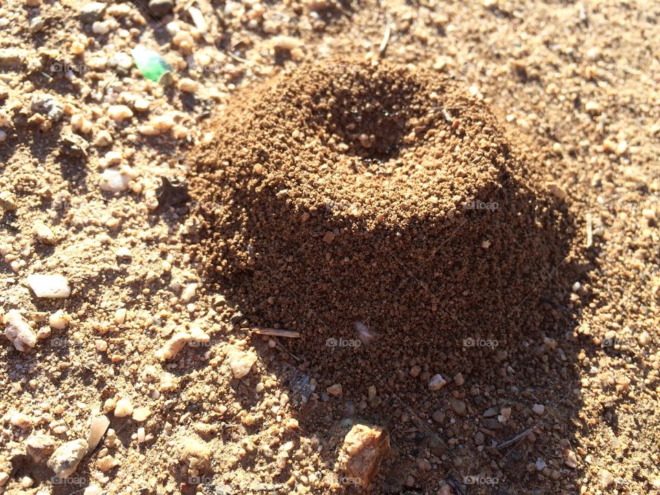 Ant pile
