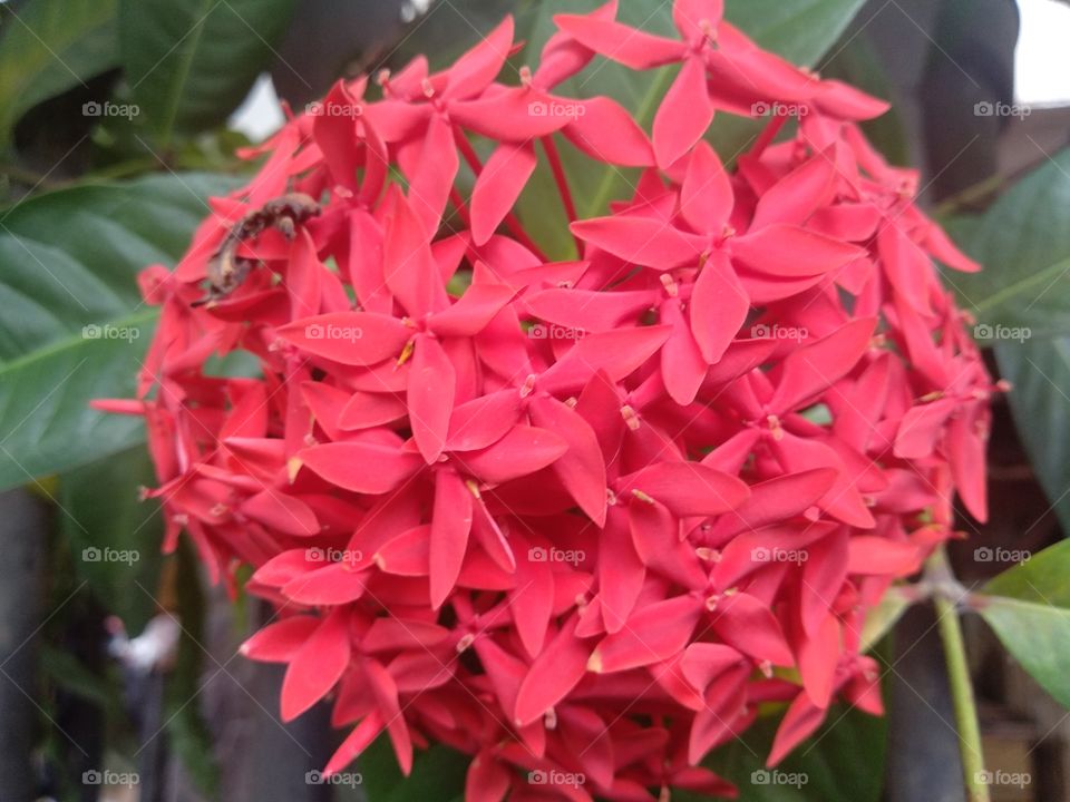Flower Ball