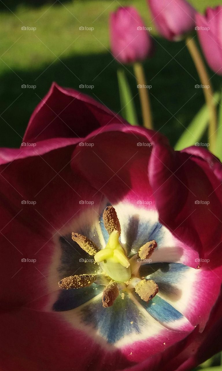 Red tulip close-up