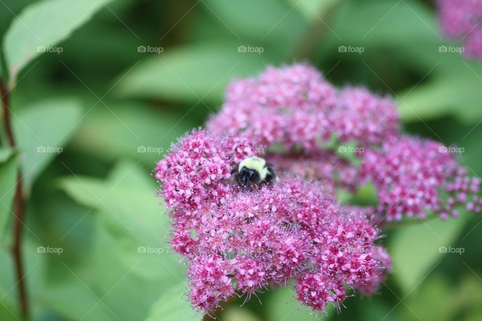 Flower and Bee