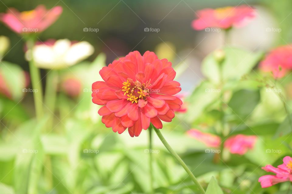 peach colour naturel flowers in the green garden