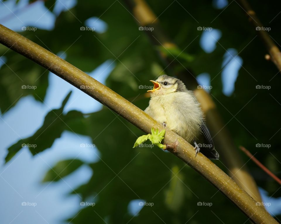 Blue tit fledgling