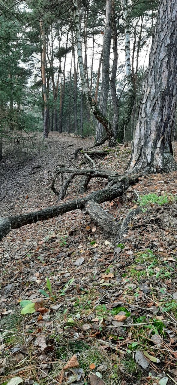 Pine tree and roots in the forest