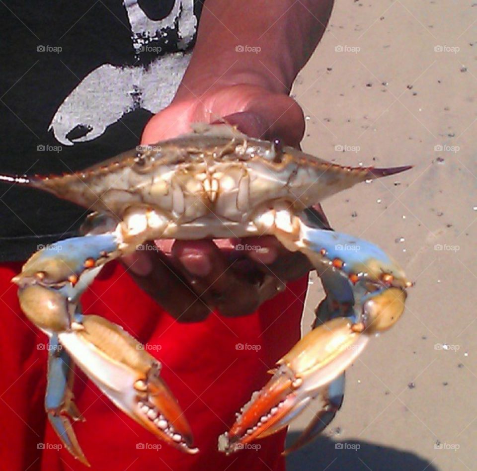 huge blue crab