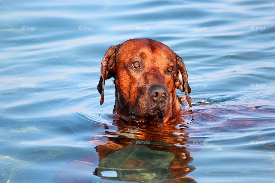 Dog in lake