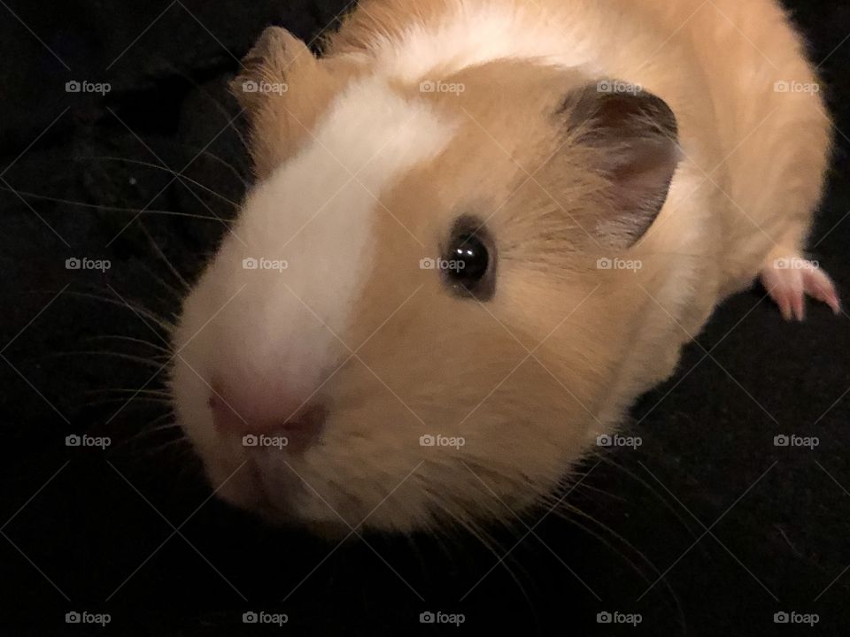 Honey the guinea pig