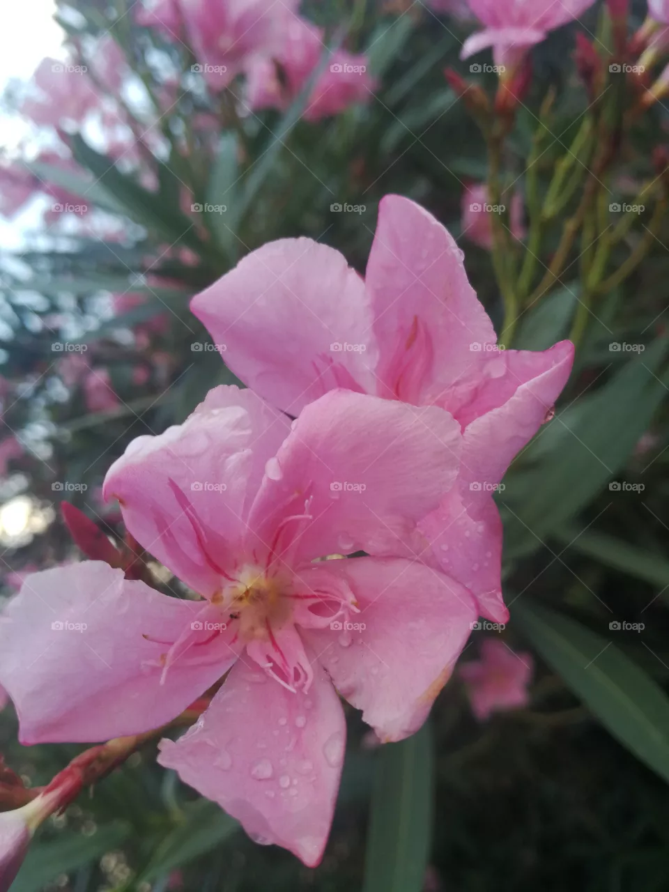 Flower