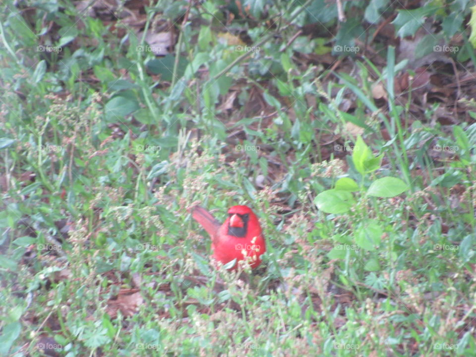 Cardinal