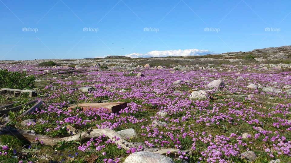 Flowers growing in the field