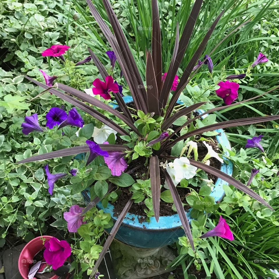 Beautiful flowers growing in my grandmother's garden.