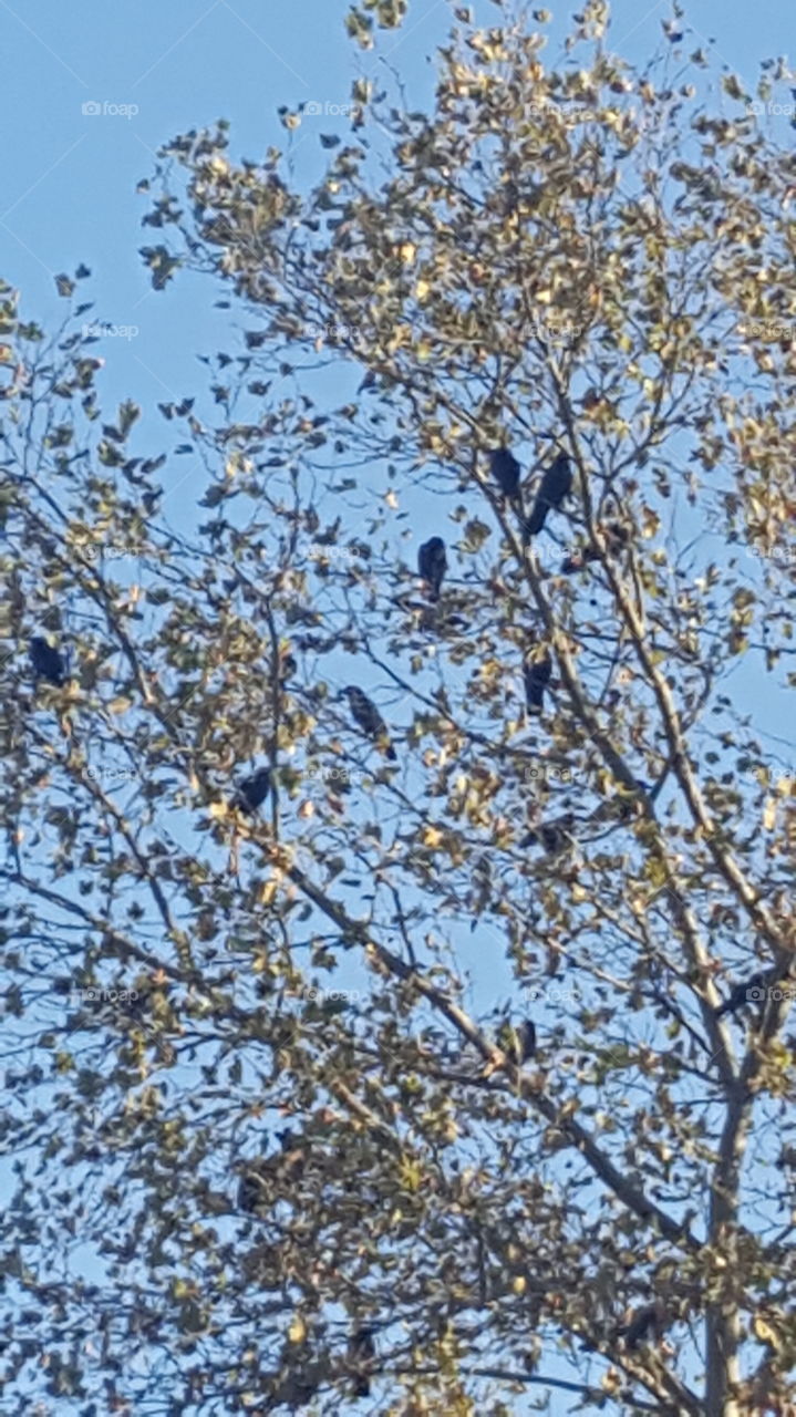autumn crows