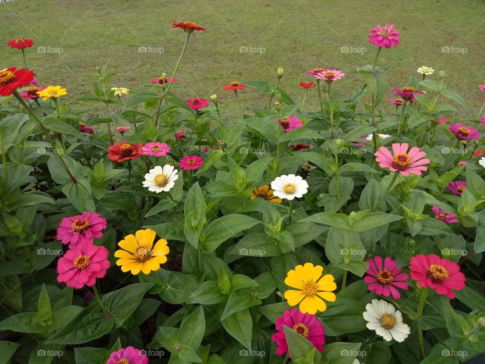 Zinnia in the garden, flowers, zinnia, colorful, nature, garden, beauty in nature, spring