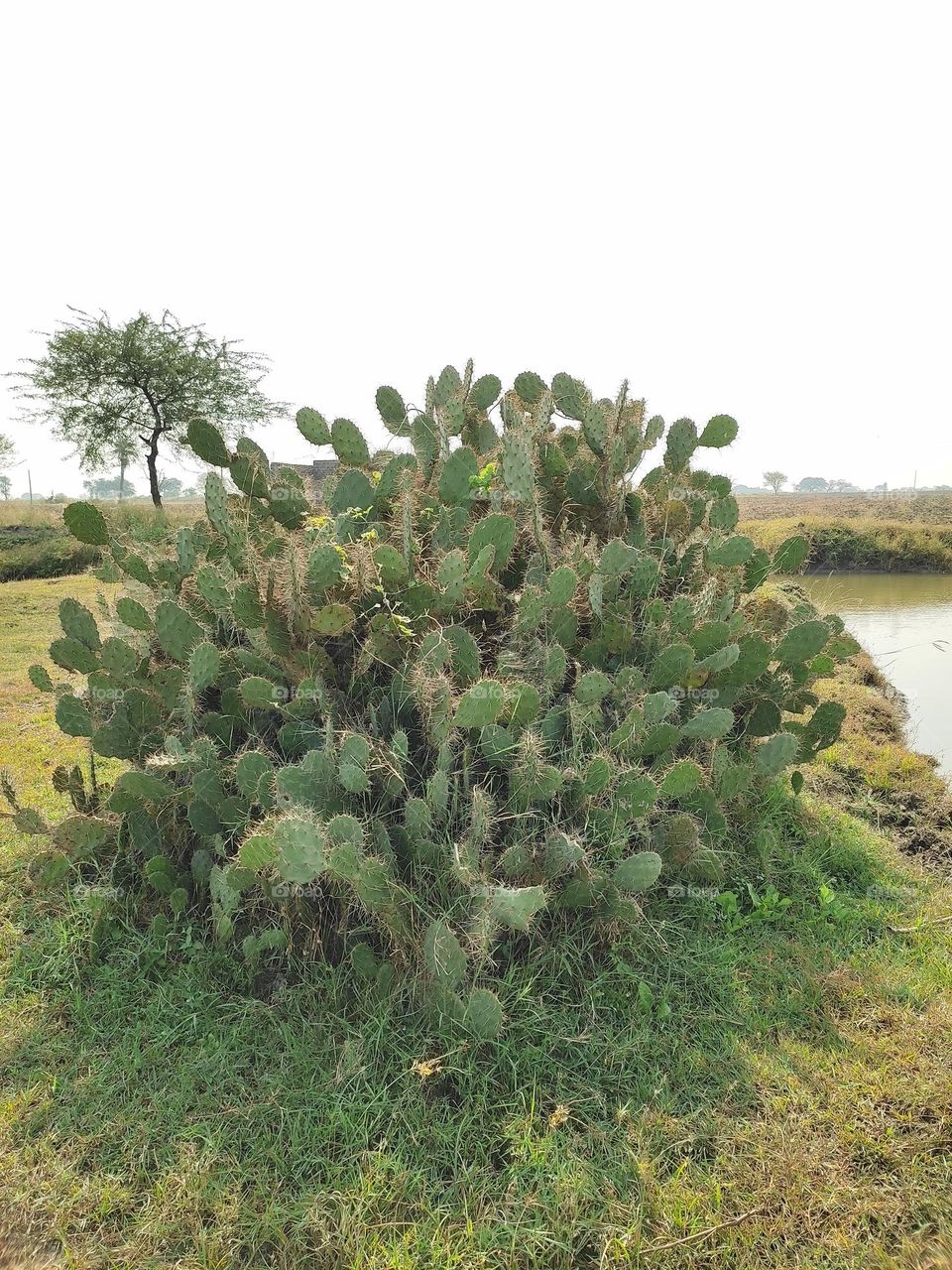 cactus family