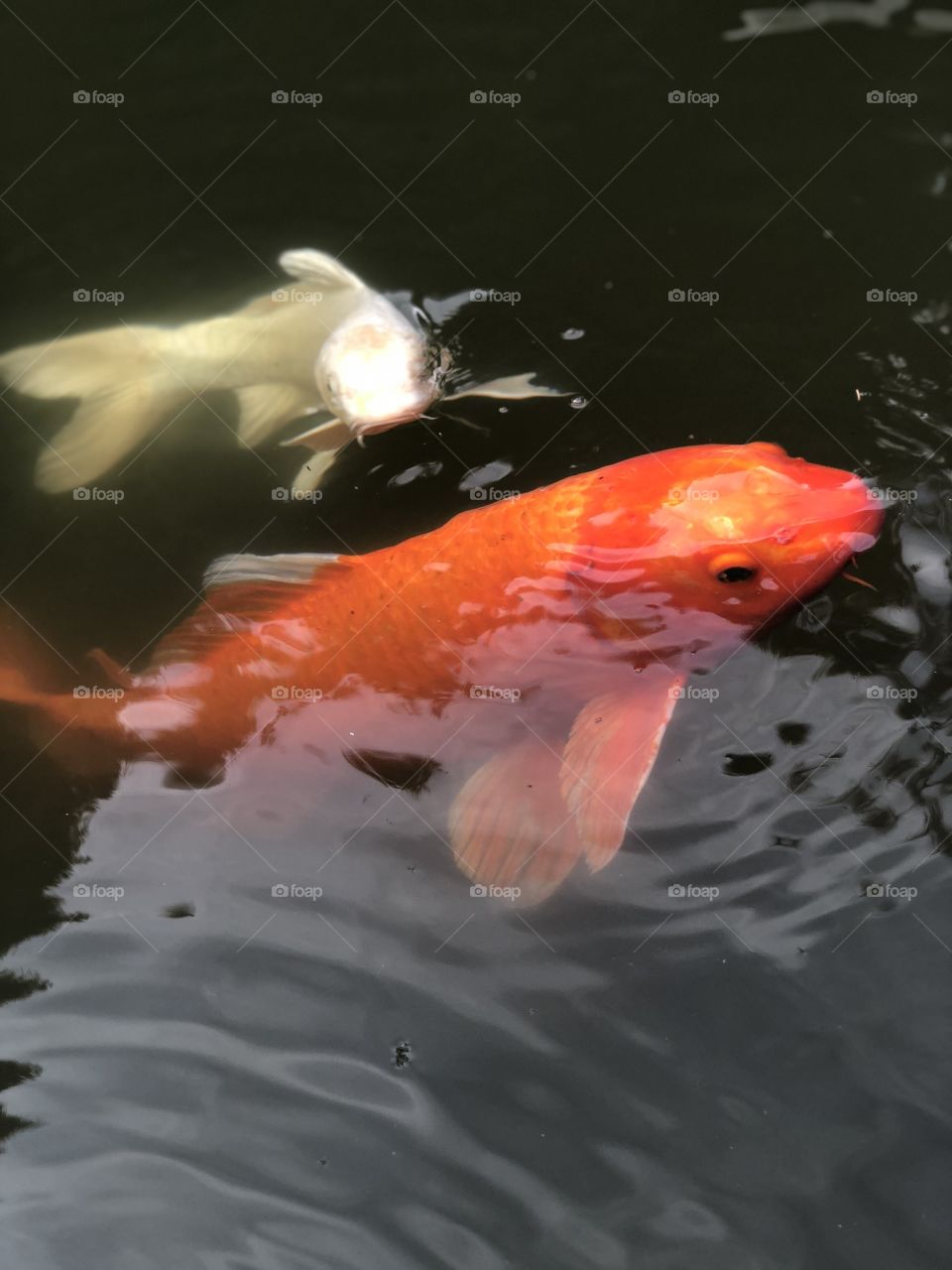 Koi fish