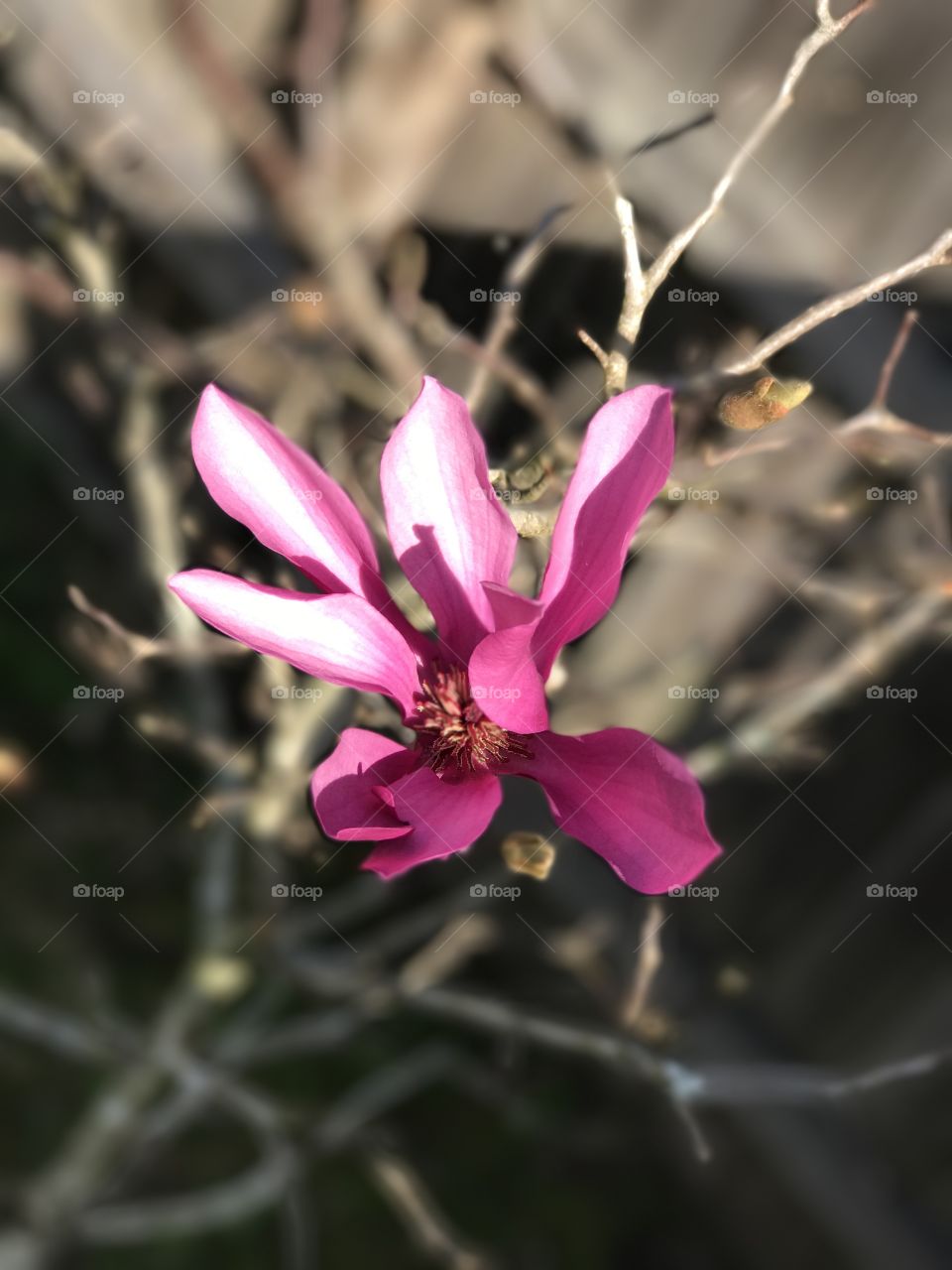 February Magnolia  in Bloom