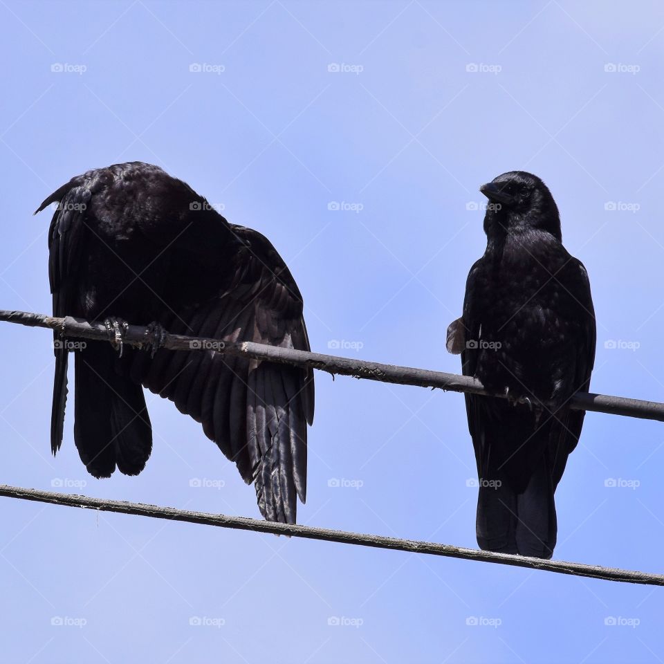 2 Crows On A Wire
