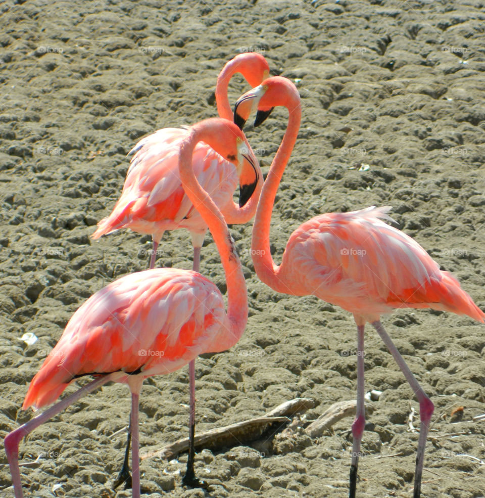 Close-up of pink flamingo